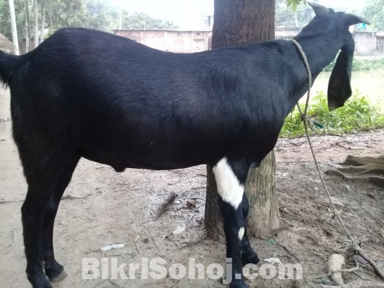 Goat(খাসি,রামছাগল)